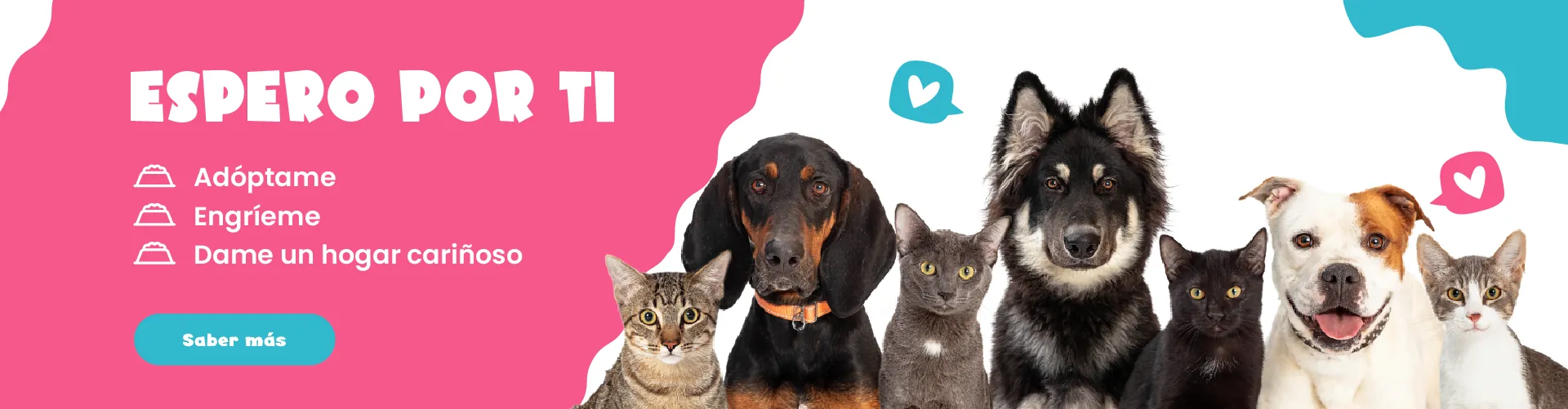 Espero por ti. Adóptame, engríeme, dame un hogar cariñoso. Perros y gatos mirando a cámara.