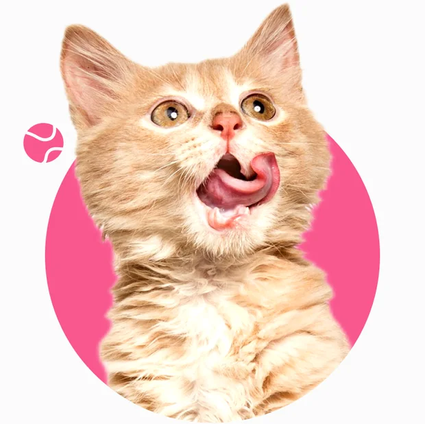 Gatito naranja lamiéndose sobre un círculo rosado