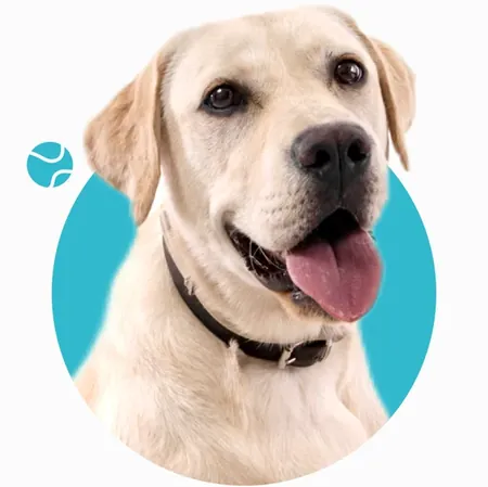 Labrador sonriendo sobre un círculo celeste