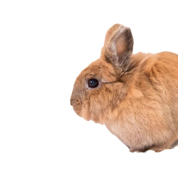 Conejo de pelaje marrón