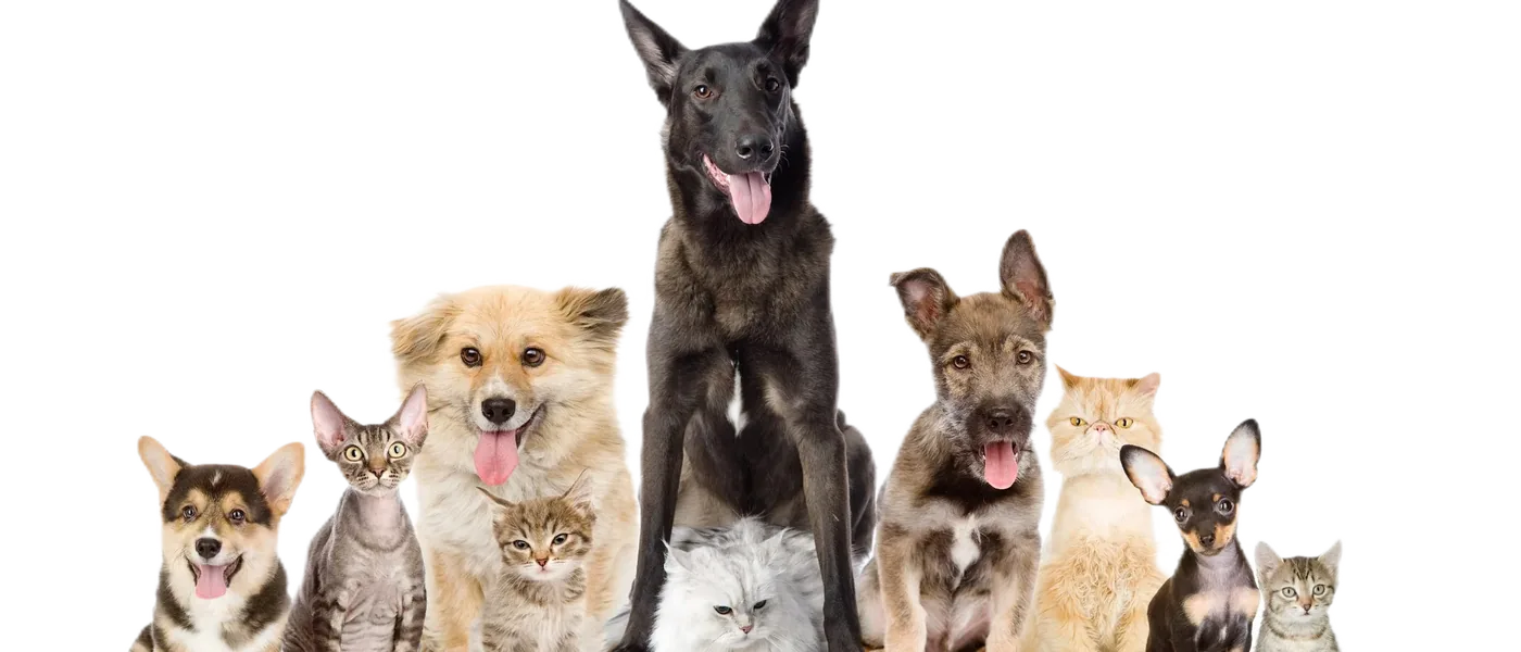 Perros y gatos de varias razas sentados juntos