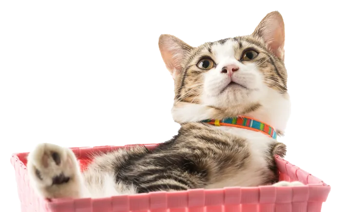 Gato atigrado echado en una canasta