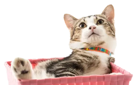 Gato atigrado echado en una canasta