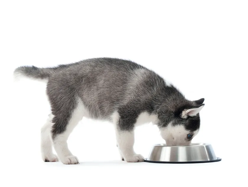 Cachorro husky comiendo de su plato