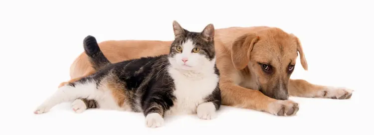 Un gato y un perro echados juntos