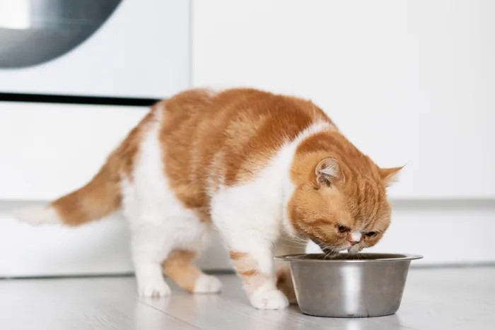 Gato blanco con naranja comiendo de un plato de acero